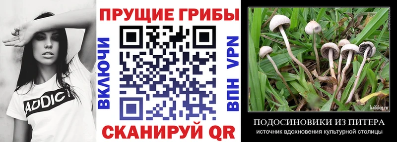 OMG ТОР  где купить   Ростов  Галлюциногенные грибы Psilocybe 